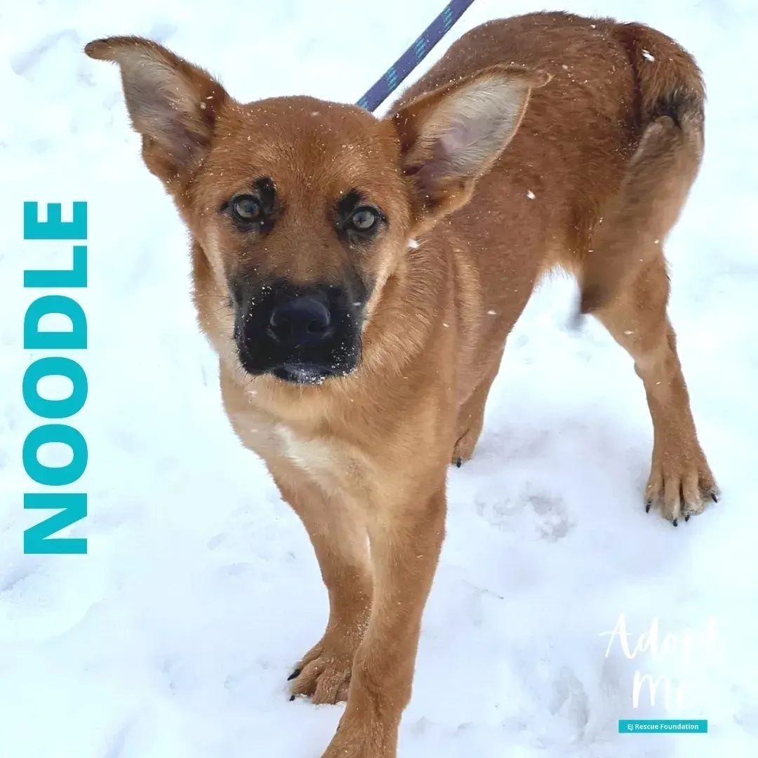 Noodle, an adoptable Black Mouth Cur, Shepherd in Airdrie, AB, T4A 2H6 | Photo Image 1