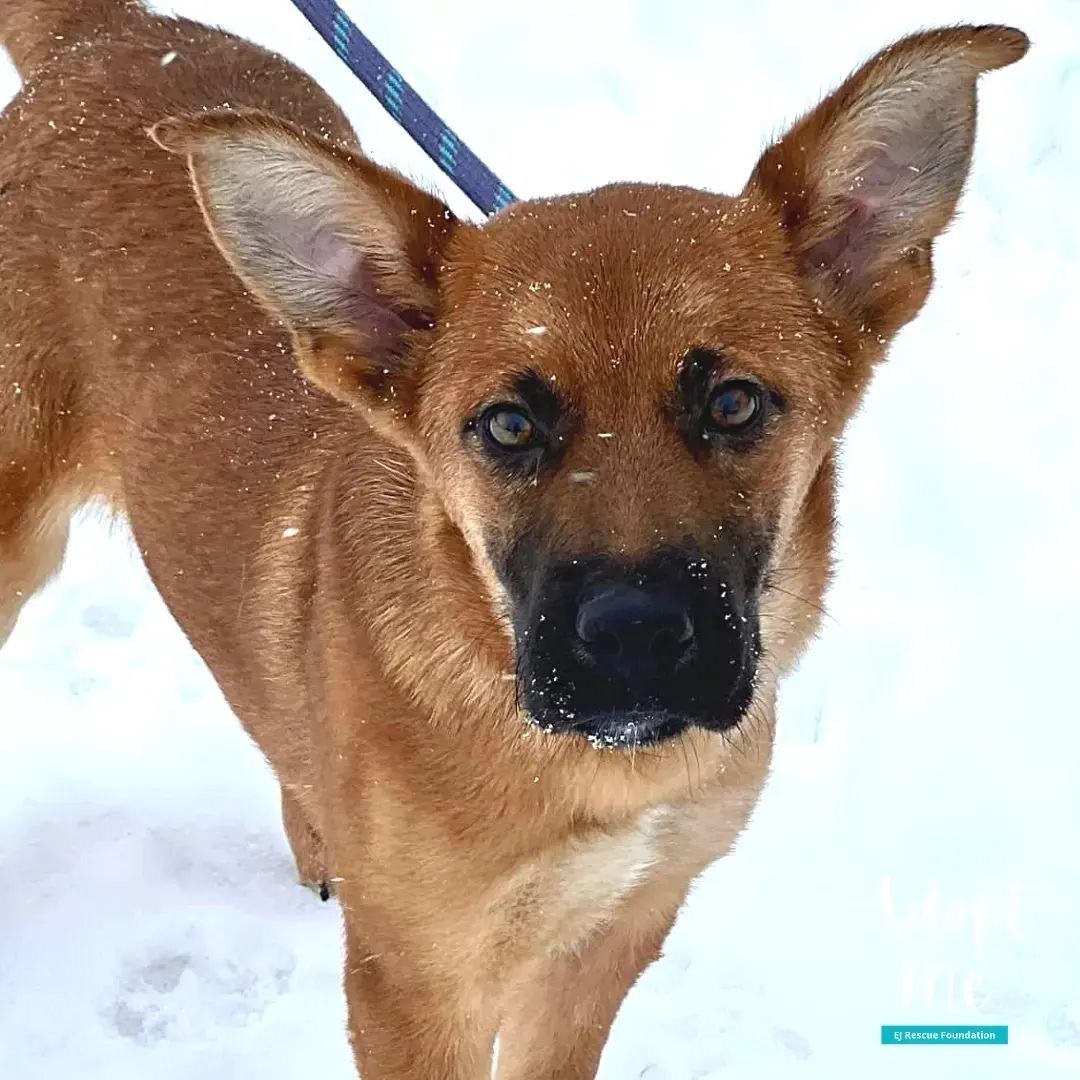 Noodle, an adoptable Black Mouth Cur, Shepherd in Airdrie, AB, T4A 2H6 | Photo Image 2