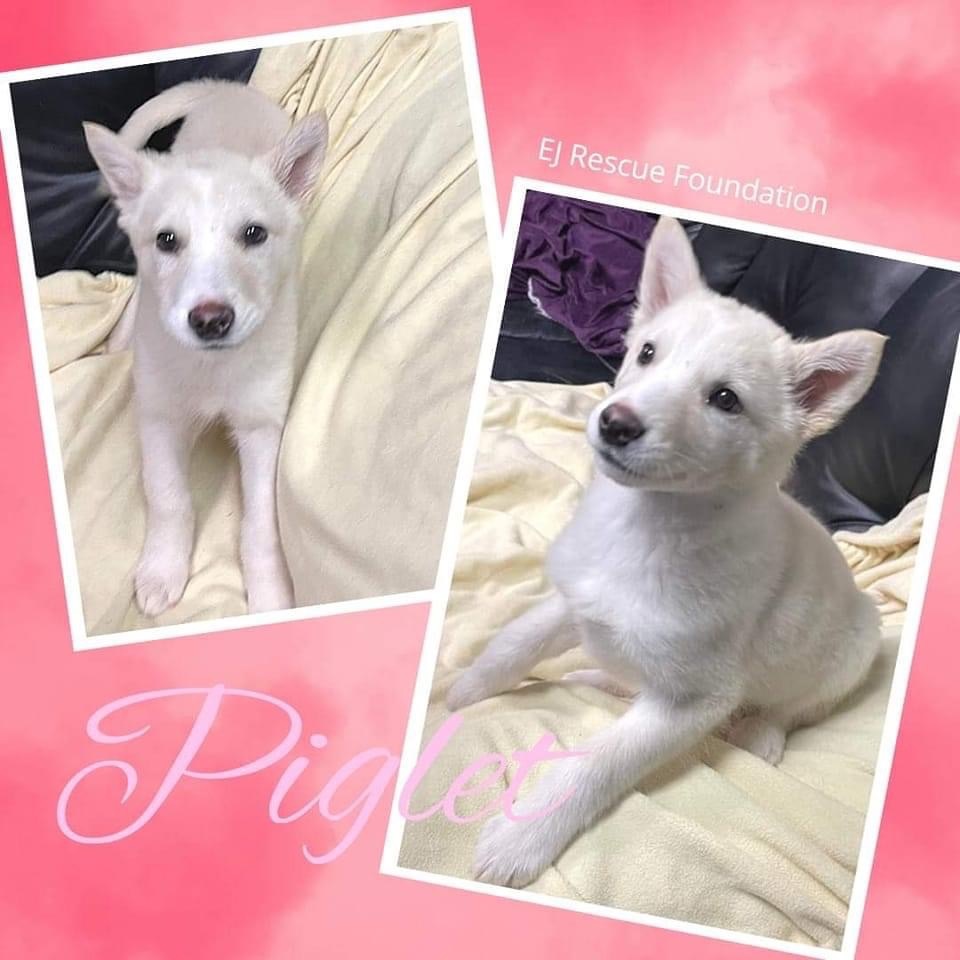 Piglet, an adoptable Husky in Airdrie, AB, T4A 2H6 | Photo Image 2