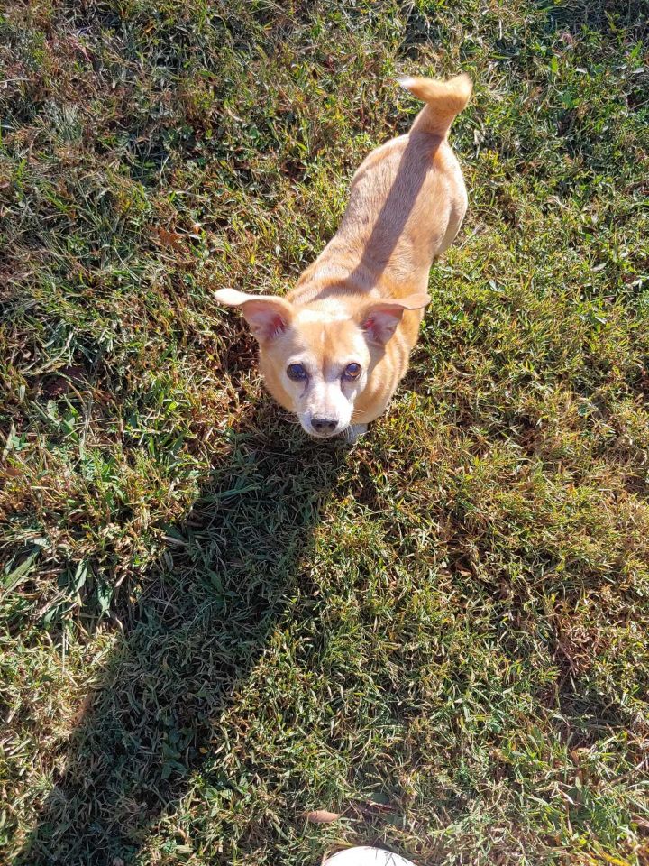 Buffy, an adoptable Chihuahua Mix in Hendersonville, TN_image-1