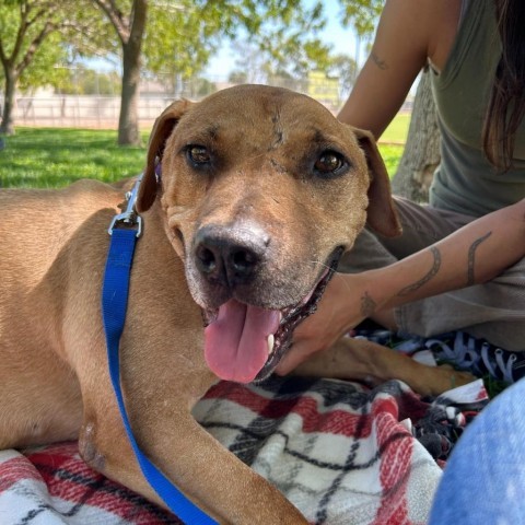 Lennox, an adoptable Pit Bull Terrier in Las Vegas, NV, 89146 | Photo Image 1