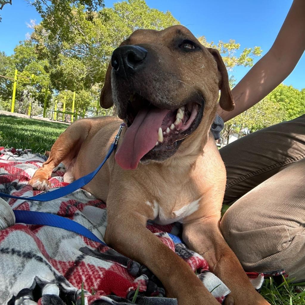 Lennox, an adoptable Pit Bull Terrier in Las Vegas, NV, 89146 | Photo Image 2