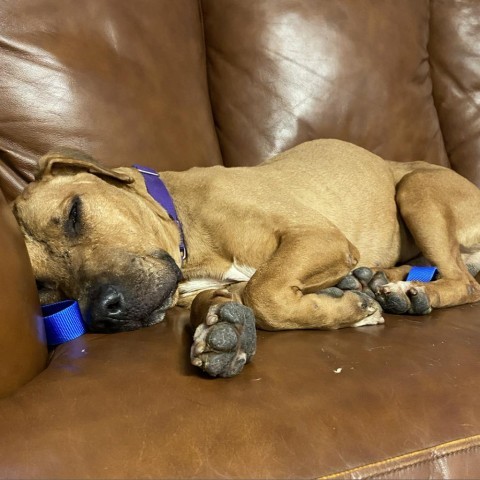 Lennox, an adoptable Pit Bull Terrier in Las Vegas, NV, 89146 | Photo Image 3