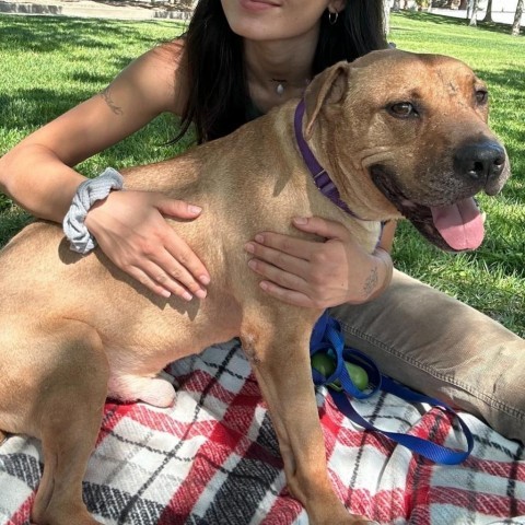 Lennox, an adoptable Pit Bull Terrier in Las Vegas, NV, 89146 | Photo Image 5