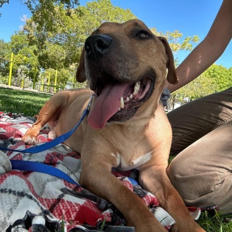 Lennox, an adoptable Pit Bull Terrier in Las Vegas, NV, 89146 | Photo Image 6