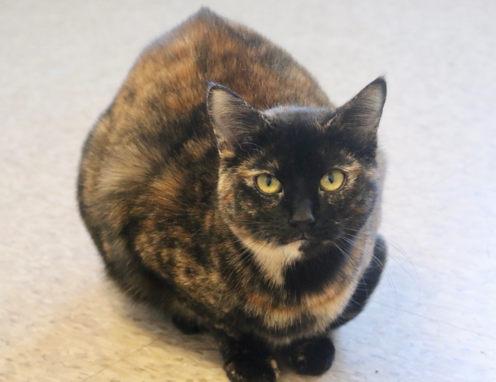 Cleo, an adoptable Domestic Short Hair in Heber City, UT, 84032 | Photo Image 4