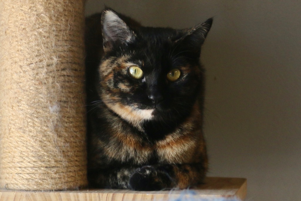 Cleo, an adoptable Domestic Short Hair in Heber City, UT, 84032 | Photo Image 6