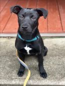 FUDGE's profile on Petfinder.com