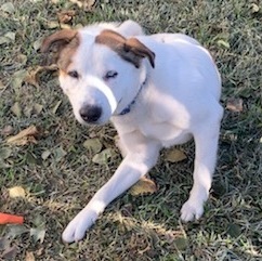 ODIE, an adoptable Labrador Retriever & Husky Mix in Spring, TX_image-2