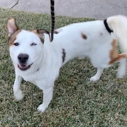 ODIE 3