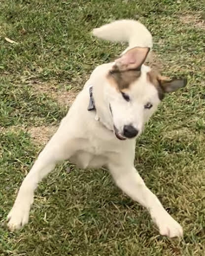 ODIE, an adoptable Labrador Retriever & Husky Mix in Spring, TX_image-4