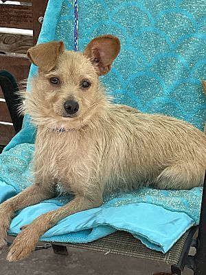 cairn terrier mix puppies