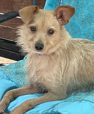 Jack russell and store cairn terrier mix