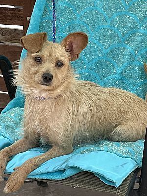 Cairn best sale terrier mix