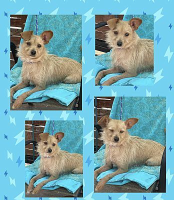 cairn terrier jack russell mix