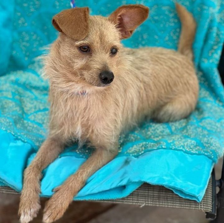 cairn terrier mix puppies