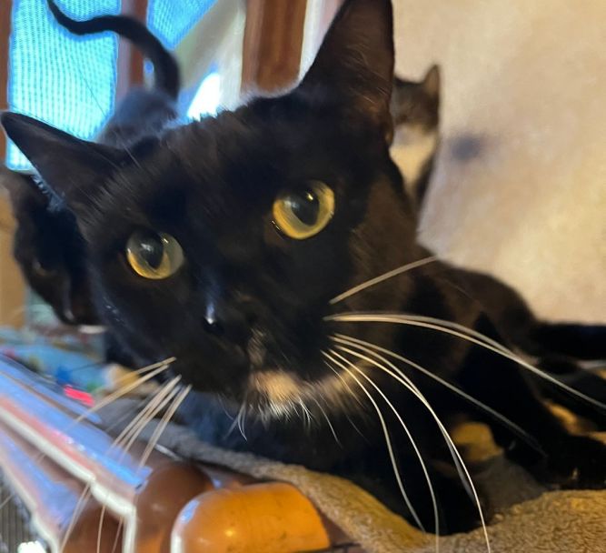 Minnie