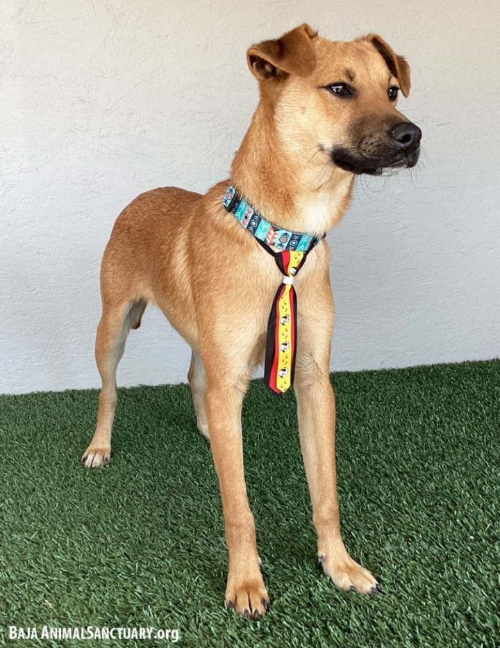Taylor, an adoptable Chinook Mix in San Diego, CA_image-2