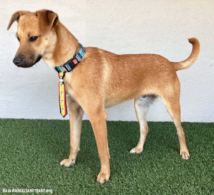 Taylor, an adoptable Chinook Mix in San Diego, CA_image-3