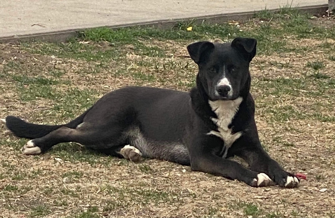 Border Collie Giving Out Good Night Kisses Melts Hearts Online