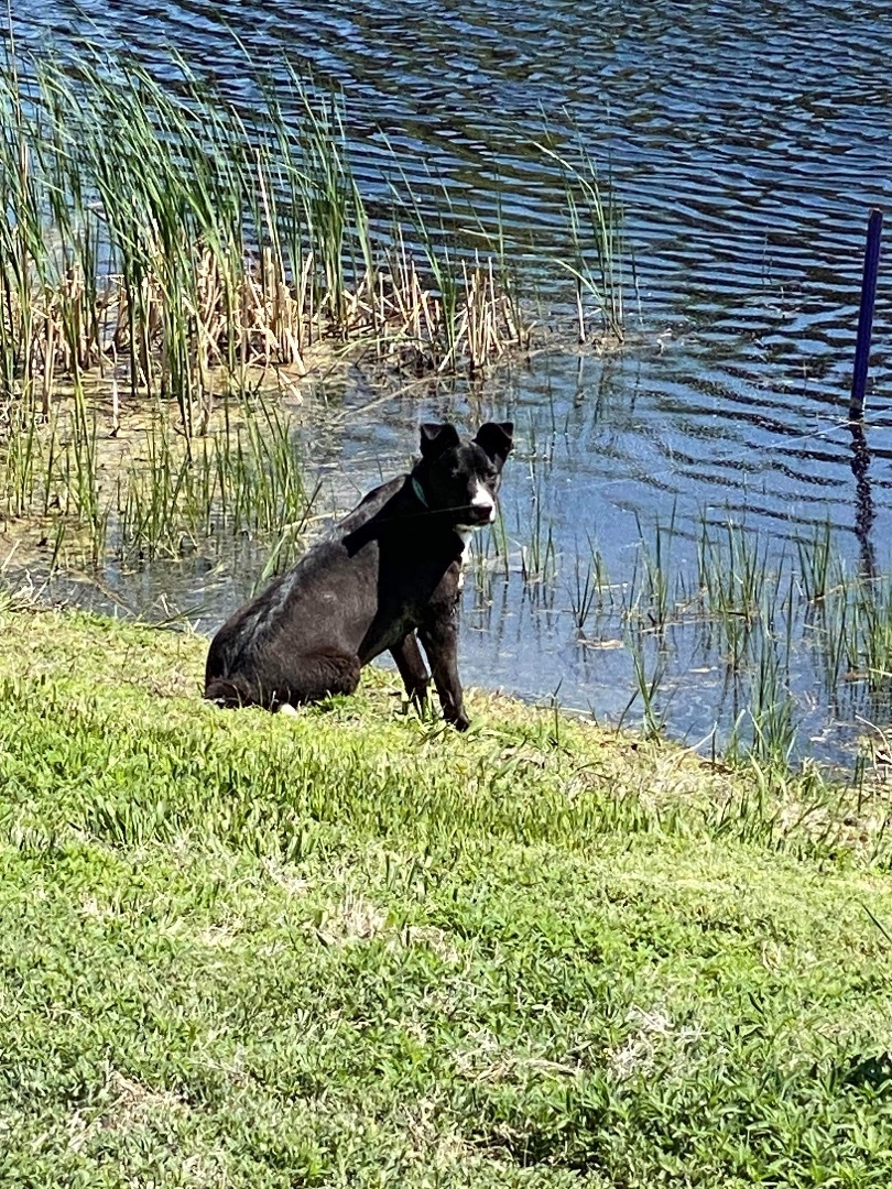 Carlos, an adoptable Australian Cattle Dog / Blue Heeler, Border Collie in OACOMA, SD, 57365 | Photo Image 2