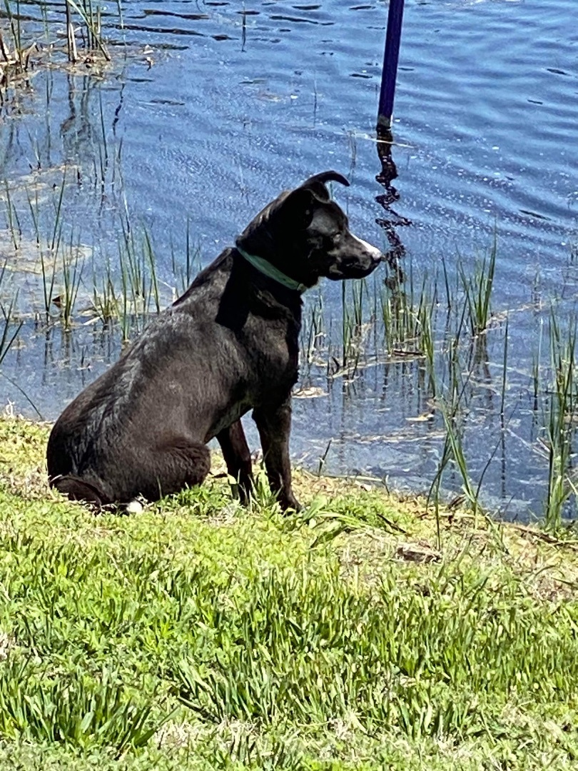 Carlos, an adoptable Australian Cattle Dog / Blue Heeler, Border Collie in OACOMA, SD, 57365 | Photo Image 3