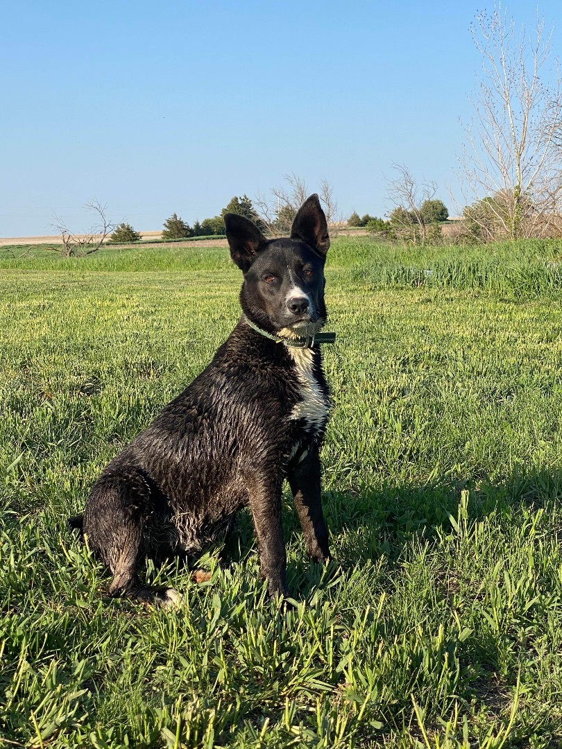 Carlos, an adoptable Australian Cattle Dog / Blue Heeler, Border Collie in OACOMA, SD, 57365 | Photo Image 4