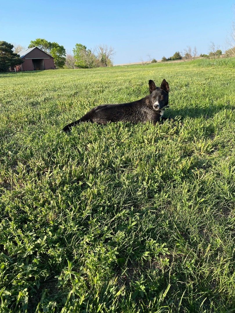 Carlos, an adoptable Australian Cattle Dog / Blue Heeler, Border Collie in OACOMA, SD, 57365 | Photo Image 5