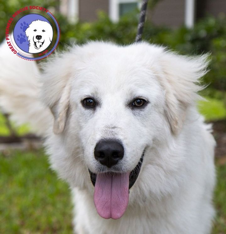 Achilles, an adoptable Great Pyrenees in Austin, TX_image-1