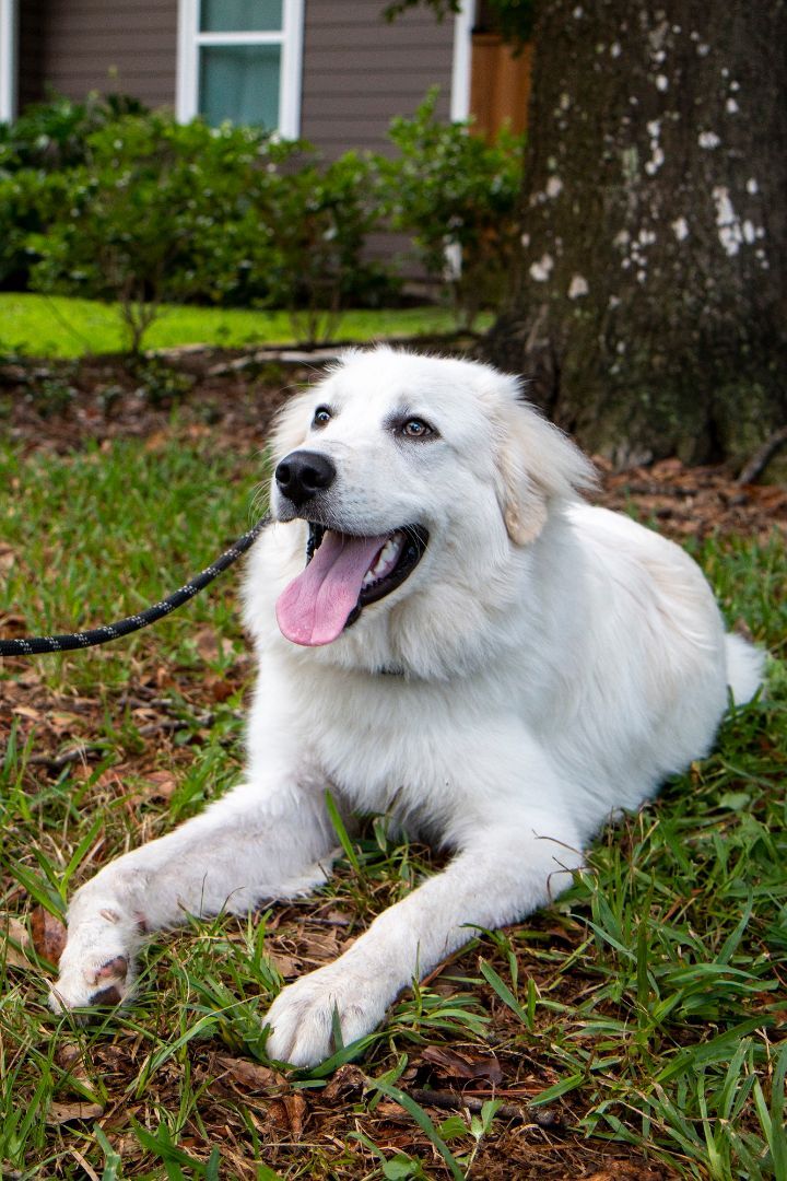 Achilles, an adoptable Great Pyrenees in Austin, TX_image-4