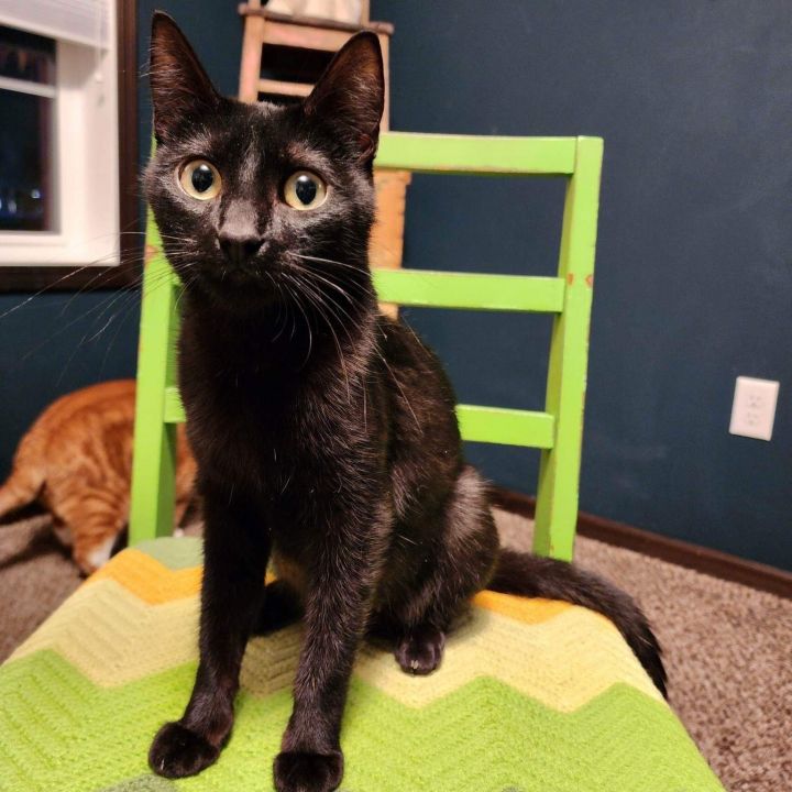 Giselle - No Longer Accepting Applications, an adopted Domestic Short Hair Mix in Minneapolis, MN_image-2