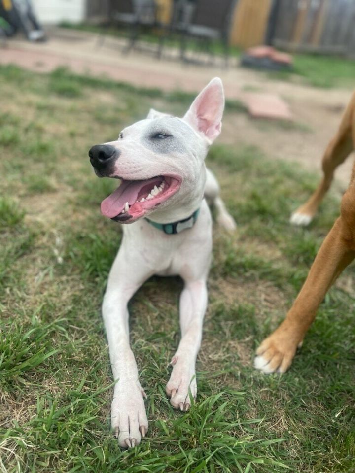 Rainie, an adoptable Terrier Mix in Houston, TX_image-3