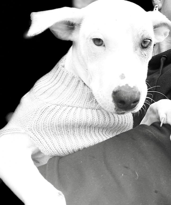Rainie, an adoptable Terrier Mix in Houston, TX_image-6