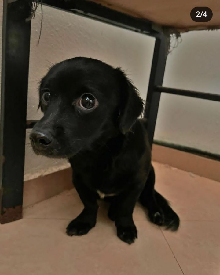 Louie, an adoptable Dachshund & Chihuahua Mix in Loiza, PR_image-2
