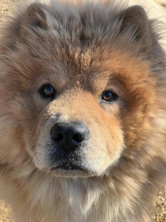 Chow chow adoption sale