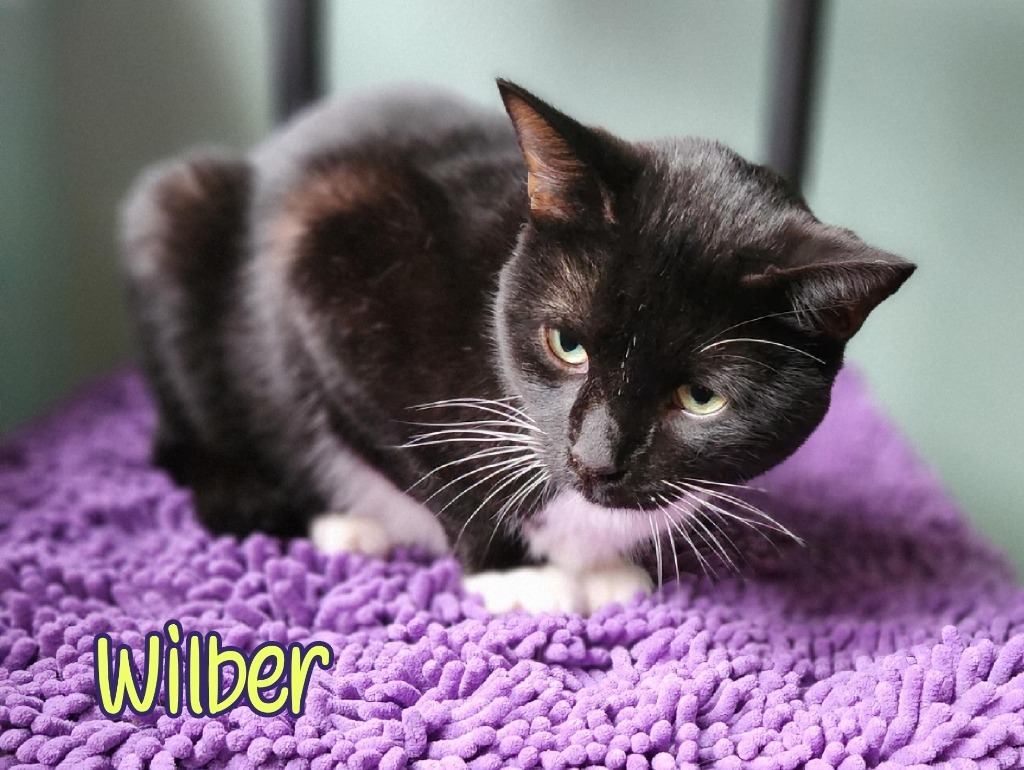 Wilber
