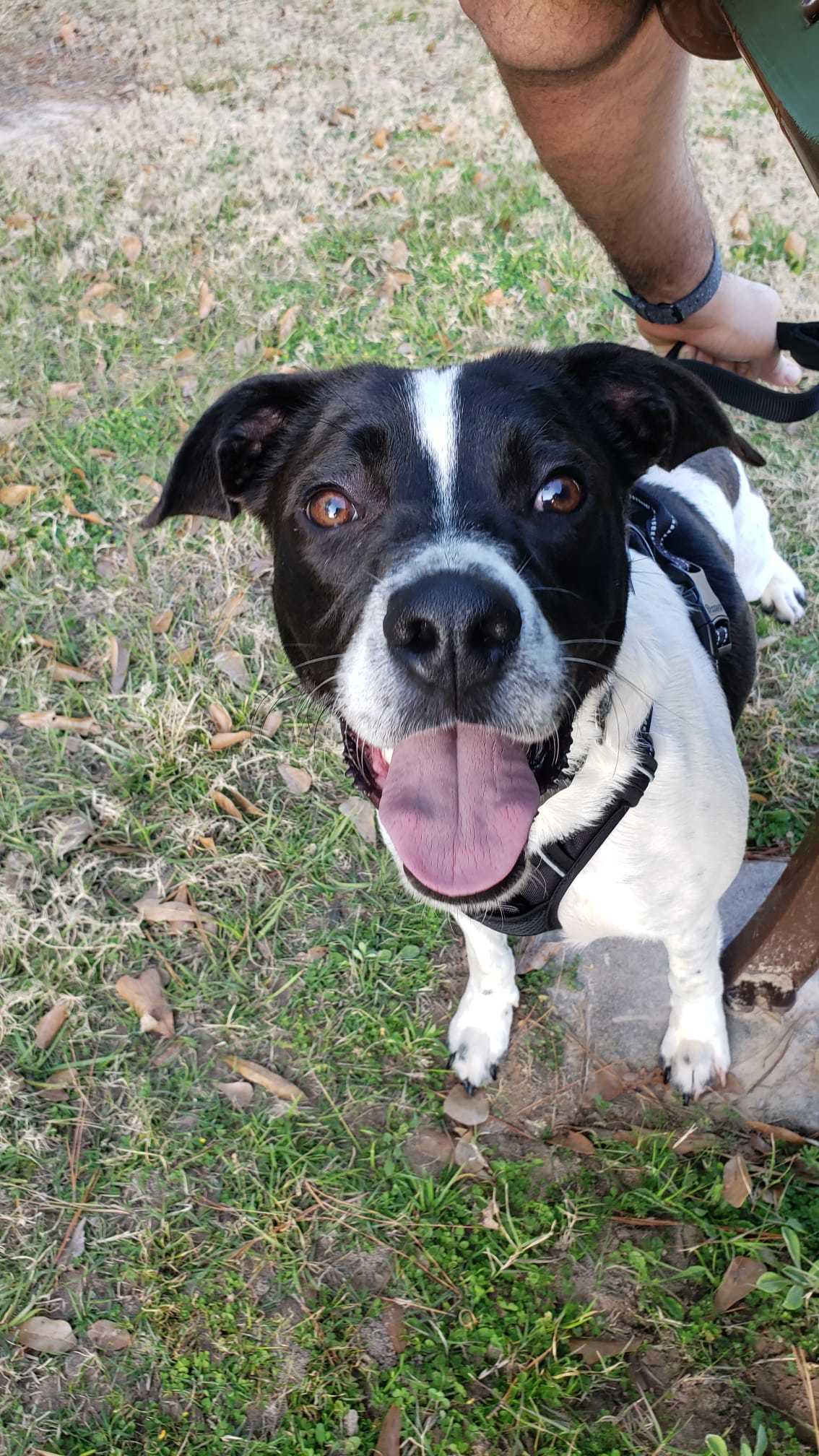Buck, an adoptable Australian Shepherd in The Woodlands, TX, 77393 | Photo Image 1