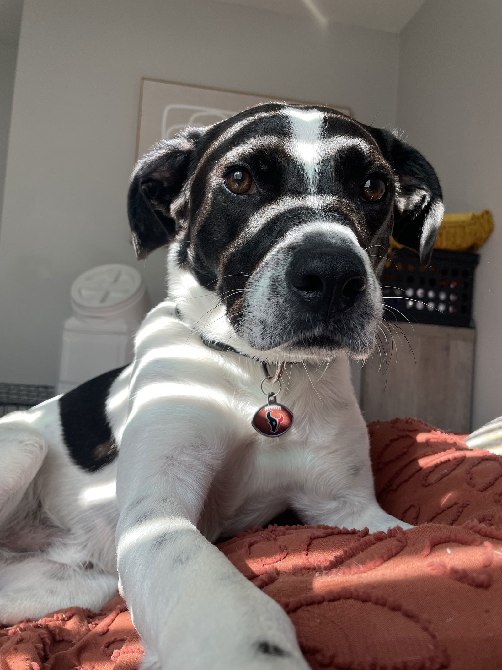 Buck, an adoptable Australian Shepherd in The Woodlands, TX, 77393 | Photo Image 2