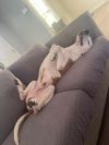 Camilo - Special Needs Sweetheart