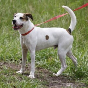 Buddy English Pointer Dog