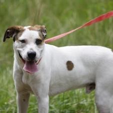 Buddy, an adoptable English Pointer, Hound in QUINCY, FL, 32351 | Photo Image 2