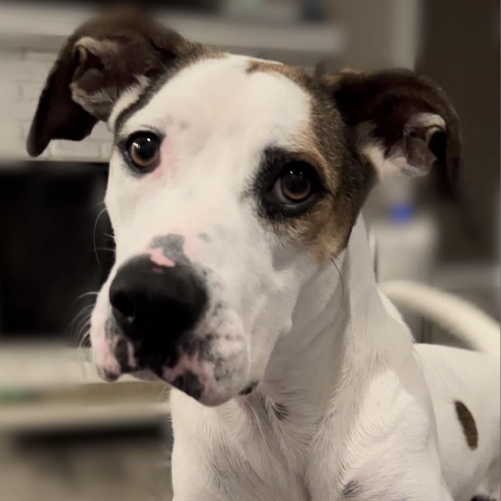 Buddy, an adoptable English Pointer, Hound in QUINCY, FL, 32351 | Photo Image 2