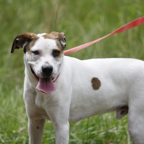 Buddy, an adoptable English Pointer, Hound in QUINCY, FL, 32351 | Photo Image 3