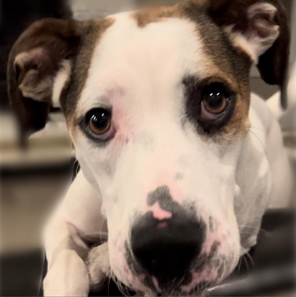 Buddy, an adoptable English Pointer, Hound in QUINCY, FL, 32351 | Photo Image 3