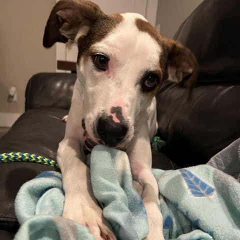 Buddy, an adoptable English Pointer, Hound in QUINCY, FL, 32351 | Photo Image 4