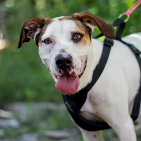 Buddy, an adoptable English Pointer, Hound in QUINCY, FL, 32351 | Photo Image 4