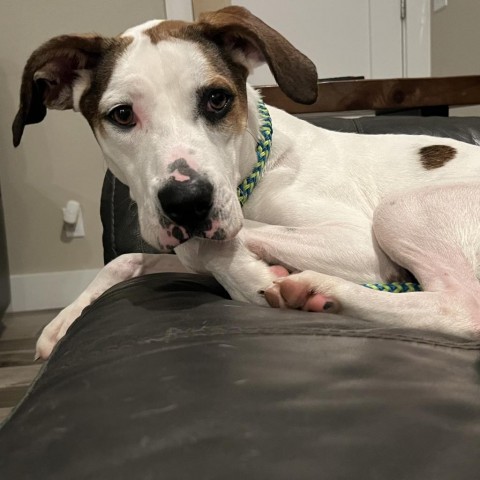 Buddy, an adoptable English Pointer, Hound in QUINCY, FL, 32351 | Photo Image 5