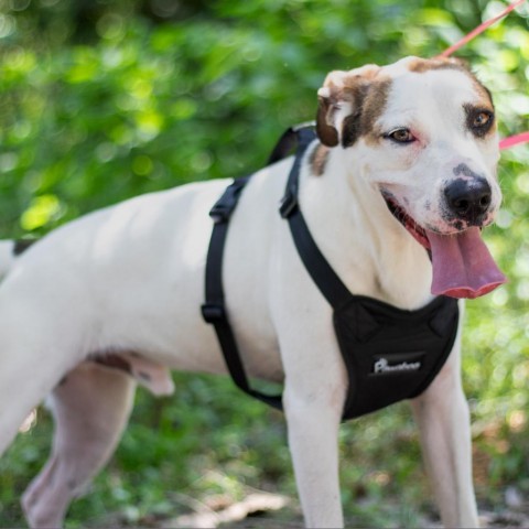 Buddy, an adoptable English Pointer, Hound in QUINCY, FL, 32351 | Photo Image 5