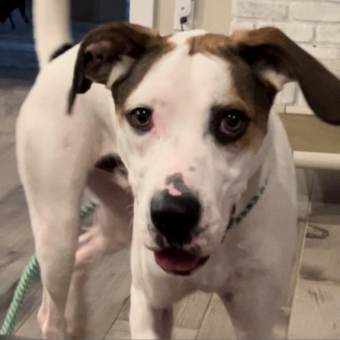 Buddy, an adoptable English Pointer, Hound in QUINCY, FL, 32351 | Photo Image 6