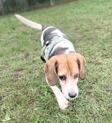 Petfinder beagle best sale